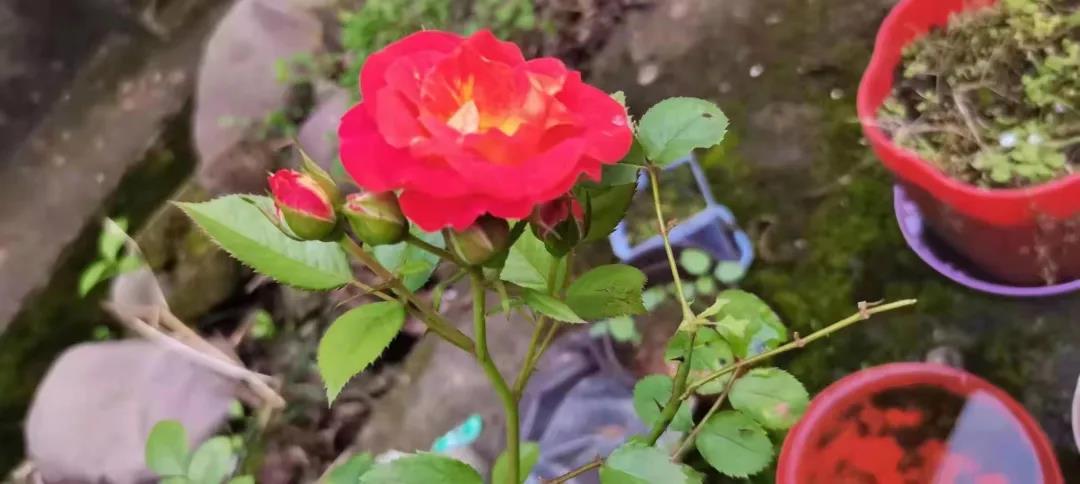 1637717135816489.jpg 5.jpg